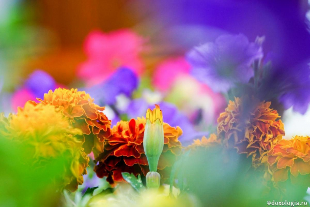 Foto: Magda Buftea