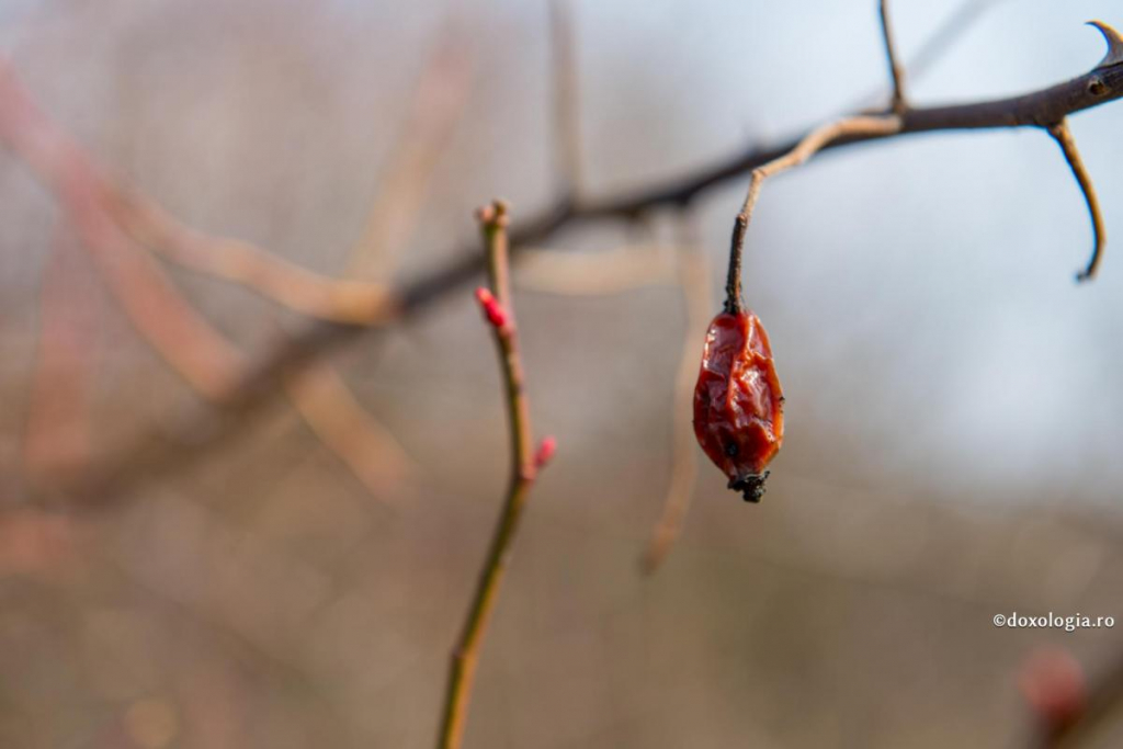 Foto: Constantin Comici
