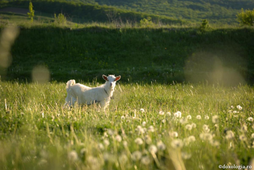 Laptele, capra și diavolul / Foto: Oana Nechifor